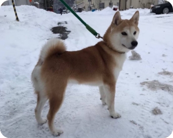 犬の里親探し